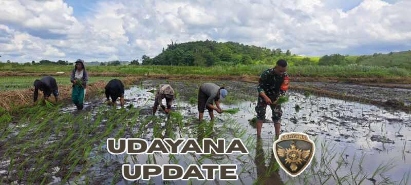 Wujud Kepedulian TNI, Babinsa Lewa Turun Sawah Bersama Petani