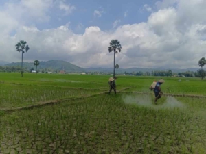 Tak Hanya Jaga Wilayah, Babinsa Ini Ikut Garap Sawah Demi Ketahanan Pangan Desa