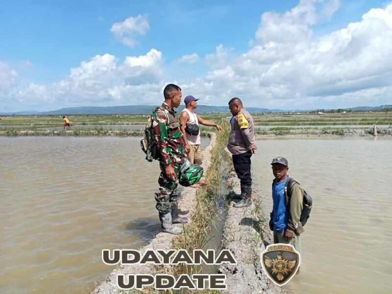 Sawah Tergenang, Babinsa dan Bhabinkamtibmas Turun Tangan Bantu Petani di Desa Bena
