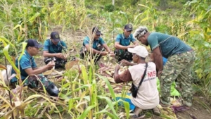 Yonarmed 12 Kostrad Perkuat Ketahanan Pangan, Panen Jagung Bersama Warga Perbatasan