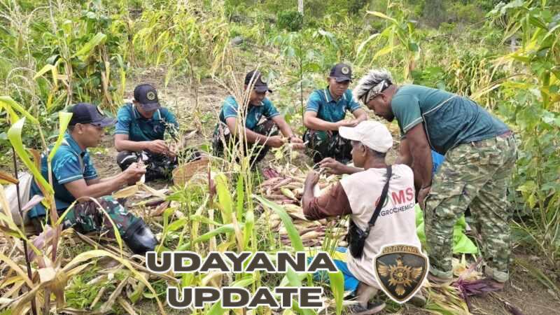 Yonarmed 12 Kostrad Perkuat Ketahanan Pangan, Panen Jagung Bersama Warga Perbatasan