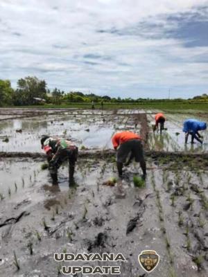 Babinsa Koramil 03/Pahunga Lodu Dampingi Petani Tanam Padi di Desa Mburukulu