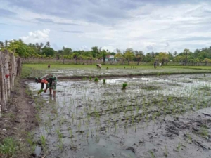 Babinsa Koramil 06/Karera Bantu Petani Tanam Padi di Desa Nggongi