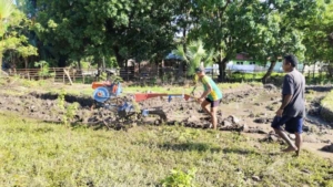 Batas Terjaga Pangan Tersedia, Satgas Pamtas Yonarhanud 2 Kostrad Perkuat Hanpangan Dengan Tanam Padi