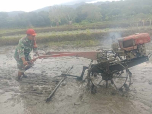 Babinsa Koramil 06/Karera Dampingi Petani Bajak Sawah dengan Traktor Modern