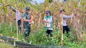 Perkuat Ketahanan Wilayah, Babinsa Desa Landih Aktif Dampingi Petani di Sawah