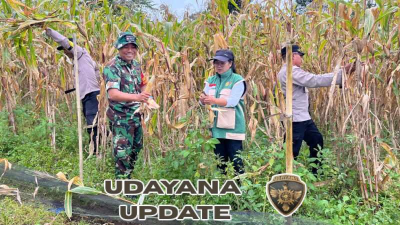 Perkuat Ketahanan Wilayah, Babinsa Desa Landih Aktif Dampingi Petani di Sawah