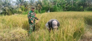 Peran Aktif TNI Sukseskan Hanpangan, Babinsa Koramil Banjarangkan Dampingi Petani Di Subak Sengkiding Tempek Teben