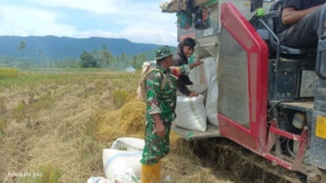Pastikan Gabah Petani Terserap, Babinsa Kalimango Dampingi Penjualan Hasil Panen
