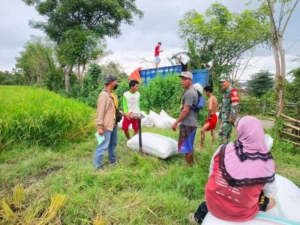 Serka Sudirman Kawal Penyerapan Gabah, Dukung Kesejahteraan Petani Desa