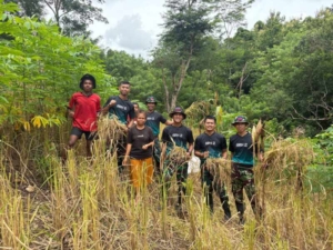 Bersatu Wujudkan Hanpangan, Satgas Pamtas Yonarhanud 2 Kostrad Bahu-Membahu Bantu Panen Padi