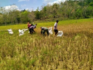 Babinsa Koramil 01/Loli Bantu Warga Panen Padi di Desa Dokakaka