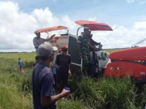 Babinsa Koramil 01/Lewa Dampingi Petani Panen Padi di Desa Laihau