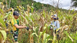 Kebersamaan di Perbatasan, Yonarmed 12 Kostrad Panen Jagung Bersama Warga