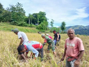 Babinsa Walakaka Bantu Panen Padi, Wujud Kepedulian kepada Petani