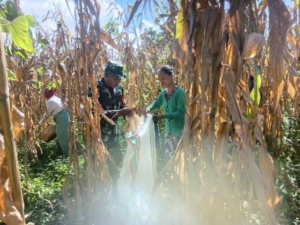 Babinsa Koramil 03/Pahunga Lodu Dampingi Warga Panen Jagung di Hadakamali