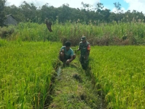Pembersihan Pematang Sawah di Tanglapui Berjalan Aman dan Lancar