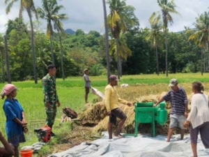 Babinsa Talibura Perkuat Ketahanan Pangan Lewat Pendampingan Panen