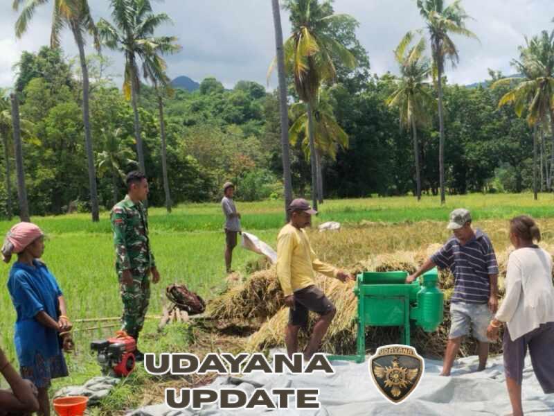 Babinsa Talibura Perkuat Ketahanan Pangan Lewat Pendampingan Panen