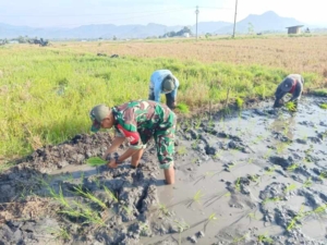 Babinsa Koramil 1630-02/Lembor Dampingi Petani Tanam Padi di Desa Daleng
