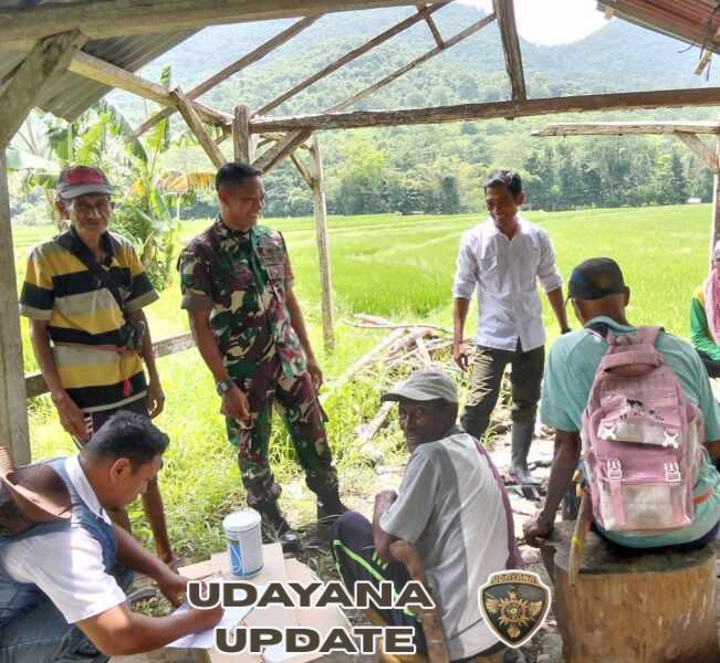 Koramil 1614-03/Hu’u Dukung Petani Basmi Hama Tikus di Musim Tanam
