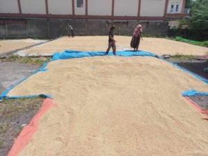 Wujudkan Standar Kekeringan Padi, Babinsa Bantu Petani Lakukan Penjemuran