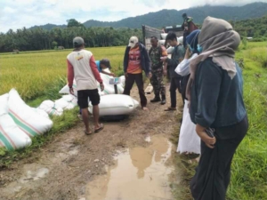 Babinsa Koramil Seteluk Dampingi Petani Desa Rempe Panen Padi, Perkuat Ketahanan Pangan