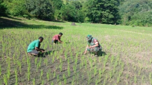 Babinsa Koramil 04/Tabundung Dampingi Petani Membersihkan Rumput Padi di Desa Wudipandak