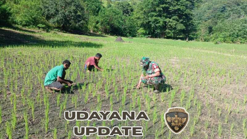 Babinsa Koramil 04/Tabundung Dampingi Petani Membersihkan Rumput Padi di Desa Wudipandak