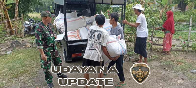 Babinsa Kawal Bulog Serap Maksimal Gabah Petani Di Lombok Tengah