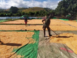 Humanis dan Membaur, Babinsa Desa Lasi Bantu Warga Olah Hasil Panen Jagung