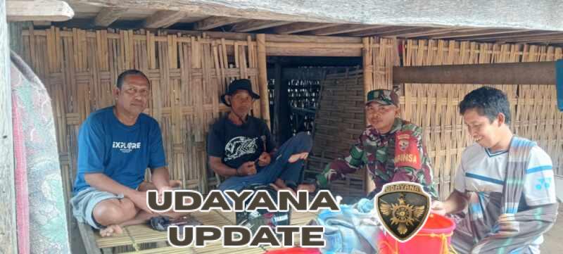 Babinsa Lamusung Himbau Petani Panen Padi Saat Tua Agar Dapat Diserap Bulog