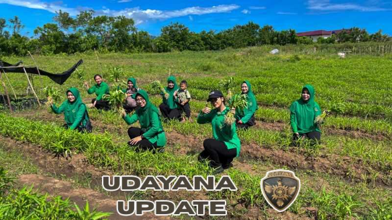 Panen Bersama Persit Yonif TP 835/SYB, Wujudkan Lahan Produktif di Satuan
