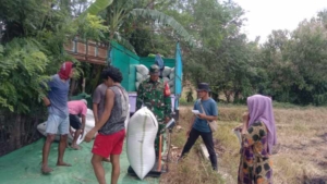 Babinsa Kempo dan Bulog Serap 10,5 Ton Gabah Petani