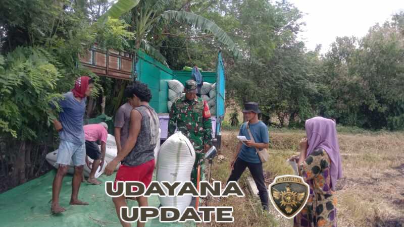 Babinsa Kempo dan Bulog Serap 10,5 Ton Gabah Petani