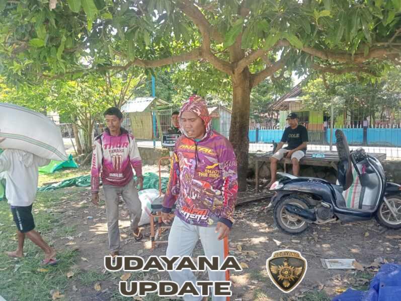 Wujud Kepedulian, Babinsa Sawe Ikut Dampingi Panen Padi