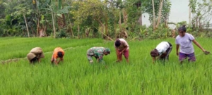 Babinsa Koramil 01/Lewa Bantu Warga Bersihkan Gulma di Desa Bidi Praing
