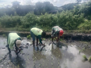 Babinsa Koramil 06/Karera Bantu Petani Tanam Padi di Desa Nggongi