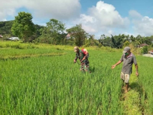 Babinsa Turun Sawah, Pastikan Tanaman Padi Tumbuh Optimal