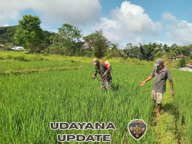 Babinsa Turun Sawah, Pastikan Tanaman Padi Tumbuh Optimal