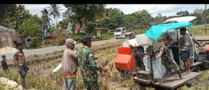 Babinsa Lewa Dampingi Petani Panen Padi Gunakan Mesin Modern