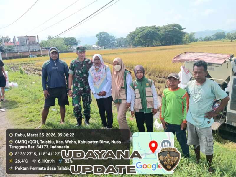 Dukung Ketahanan Pangan, Babinsa Talabiu Dampingi Petani Panen Perdana