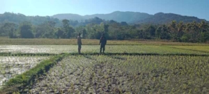 Babinsa Tabundung Dampingi Petani Pantau Lahan Padi di Desa Praingkareha