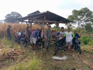 Babinsa Sorinomo Humanis Dampingi Petani Jagung di Pekat