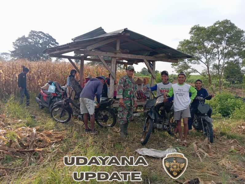 Babinsa Sorinomo Humanis Dampingi Petani Jagung di Pekat
