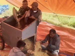 Babinsa Koramil 01/Loli Dampingi Warga Rontok Padi di Kampung Baru