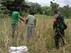 Babinsa Walakaka Turun Tangan Bantu Warga Panen Padi di Rajaka