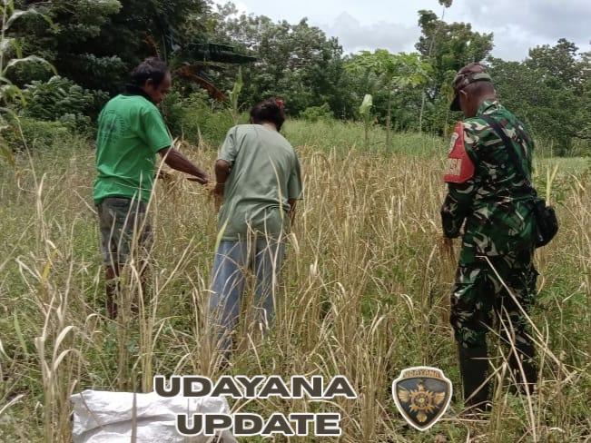 Babinsa Walakaka Turun Tangan Bantu Warga Panen Padi di Rajaka