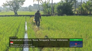 Upaya Babinsa Tingkatkan Produktivitas Sawah melalui Penyemprotan Gulma