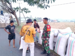 Panen 2 Hektar di Dorokobo Hasilkan 118 Karung Gabah Kering Panen